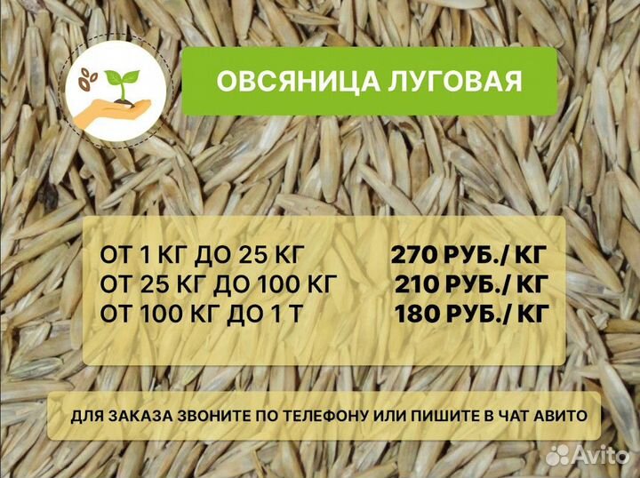 Семена овсяницы луговой