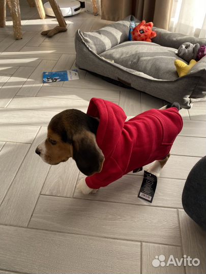 Толстовка худи для собак xs/s Bananadog