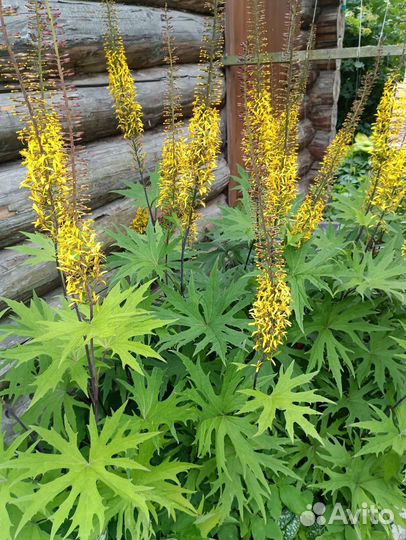 Бузульник растение