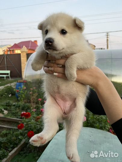 Щенок мальчик Хаски