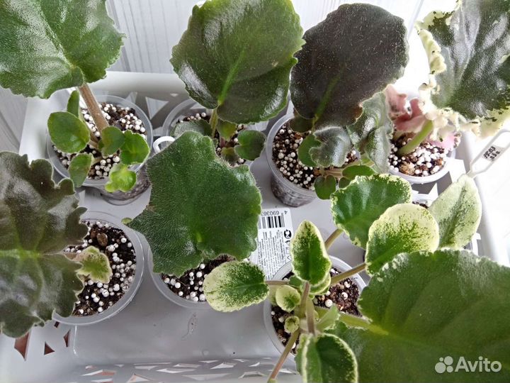 Наборы укорененных черенков фиалок