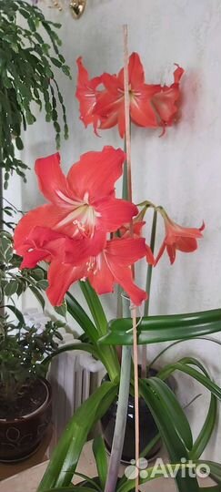 Гиппеаструм