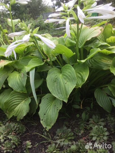 Продаю хосту (растение)