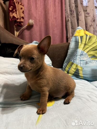 Мини той-терьер