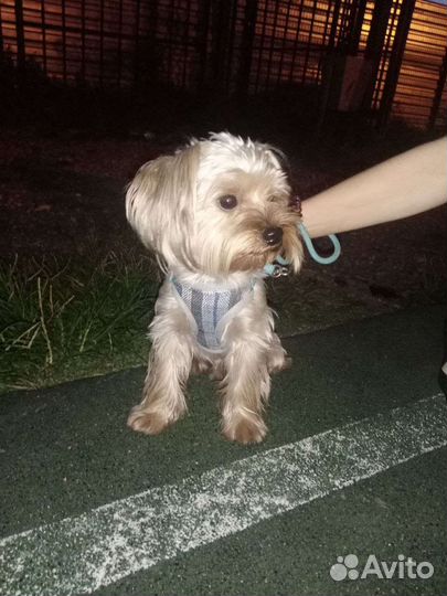 Йоркширский терьер