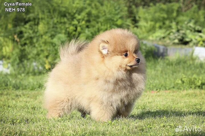 Щенки Шпица