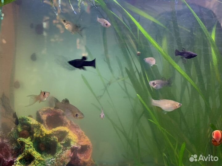 Улитки креветки фильтр