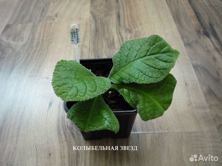 Стрептокарпусы