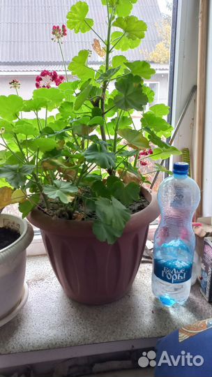 Герань (пеларгония)