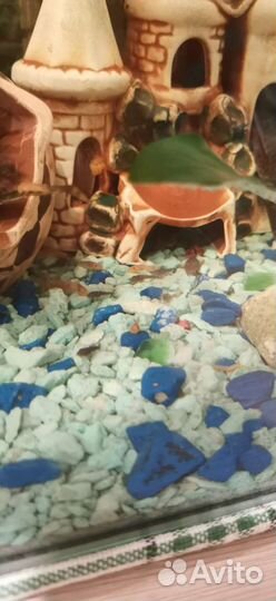 Вуалевые мальки анциструсы