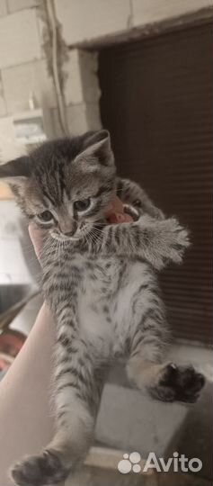 Кошка в дар бесплатно
