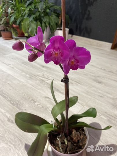 Орхидея
