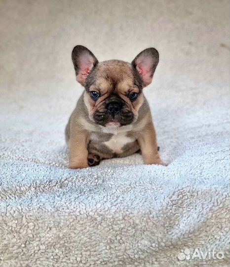 Французский бульдог