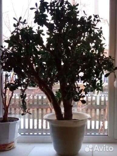 Толстянка большая