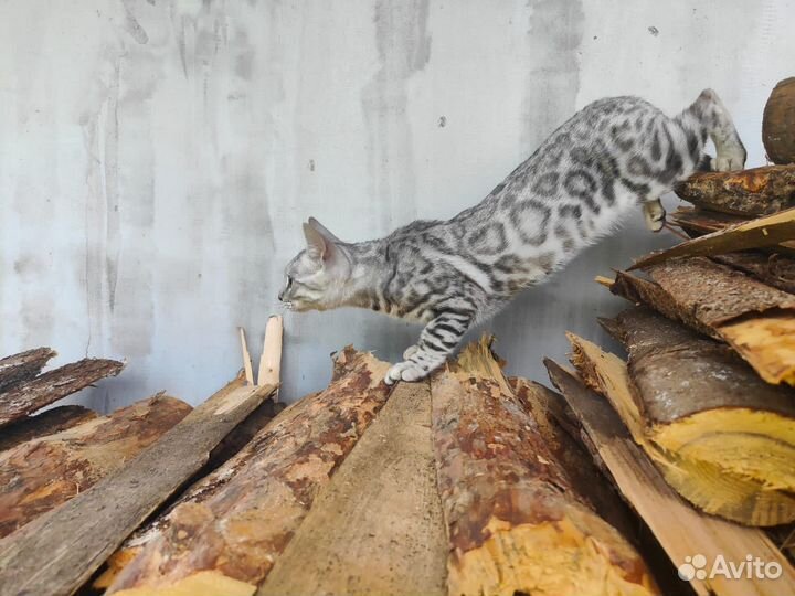 Бенгальские котята серебро