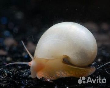 Ампулярии розовые, голубые, белые и другие