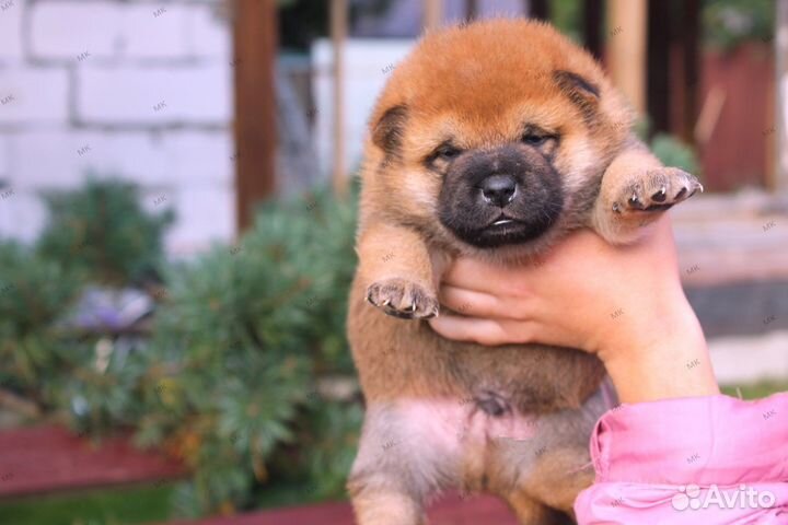 Кобель Сиба Ину для вязок