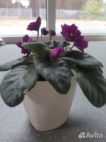 Фиалка в горшках