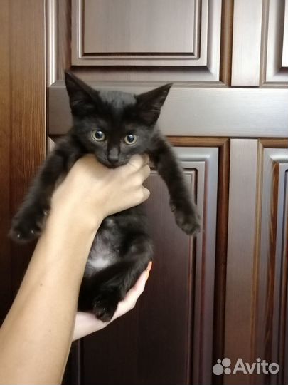 Отдам котенка в добрые руки