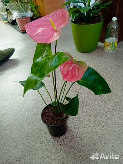 Антуриум Колорадо