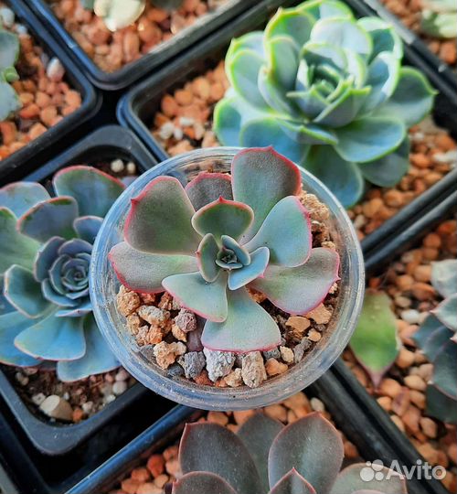 Редкие суккуленты часть 1