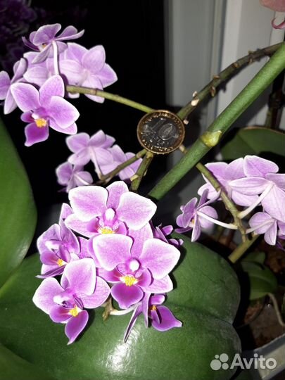 Орхидея фаленопсис мини