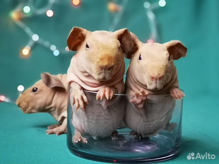 Морская свинка скинни(голые)