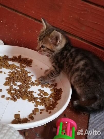 Котята в добрые руки бесплатно