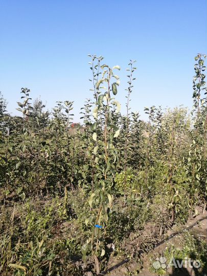 Саженцы яблони, вишни, груши