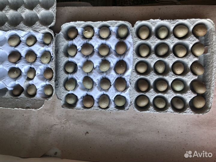 Инкубационное яйцо декоративной перепелки