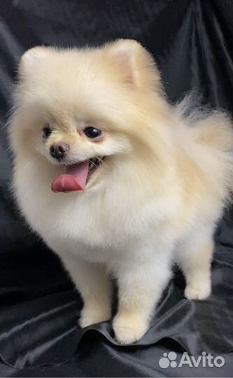 Стрижка собак, экспресс-линька. Грумер