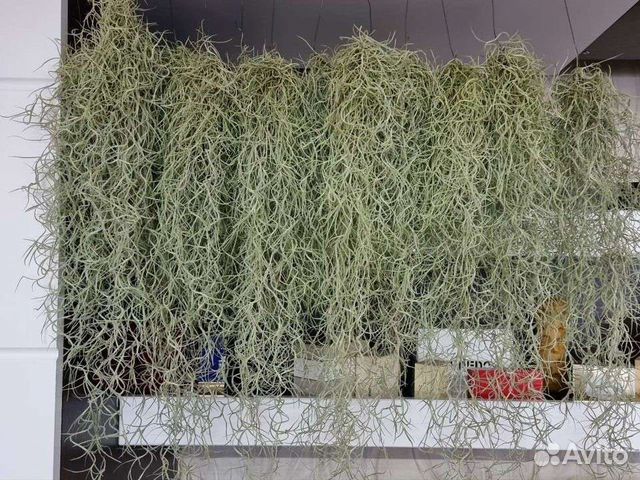 Тилландсия атмосферная уснеевидная 70- см купить в Москве | Товары для ...