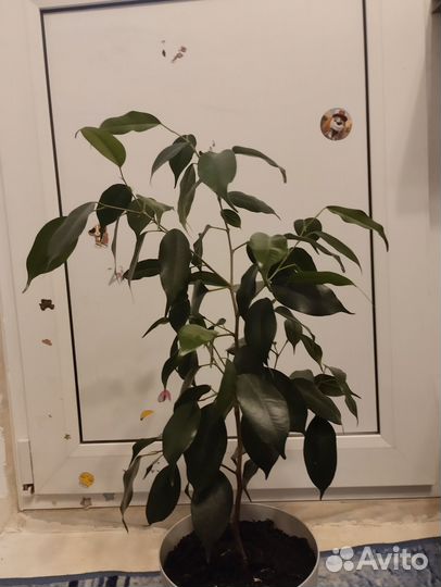 Фикус бенджамина