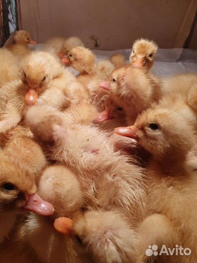 Утята Черри велли