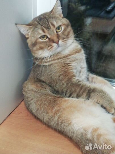 Шотландский кот