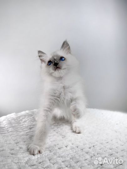 Котята рэгдолл