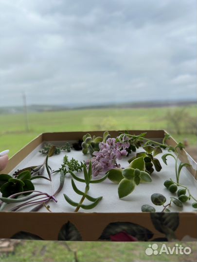 Набор суккулентов для флорариума, садика