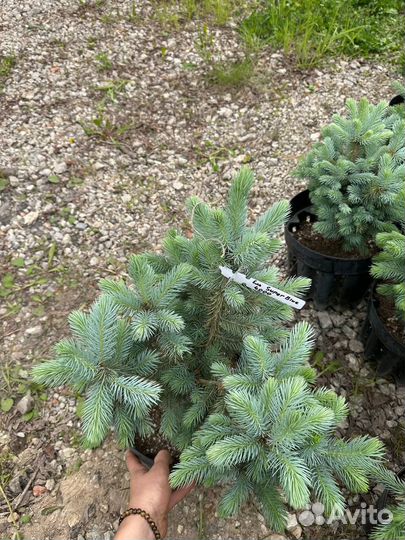 Ель голубая супер блю 40 см