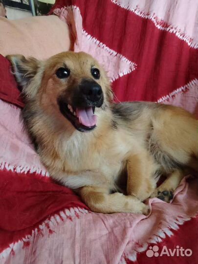 Щенки девочки