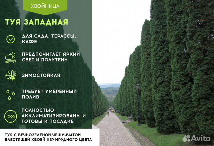 Туя Брабант