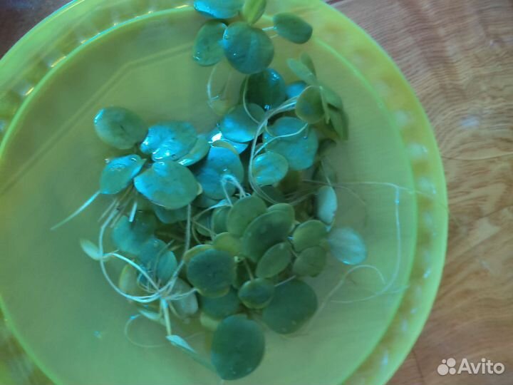 Водный гиацинт