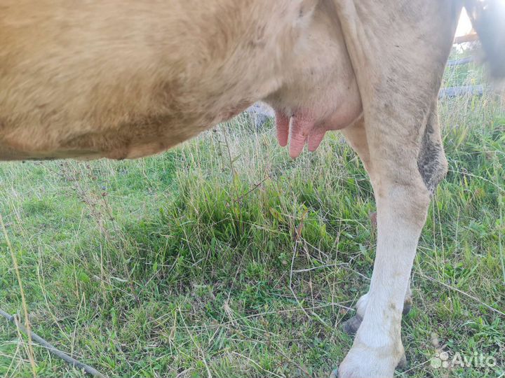 Корова симментальская