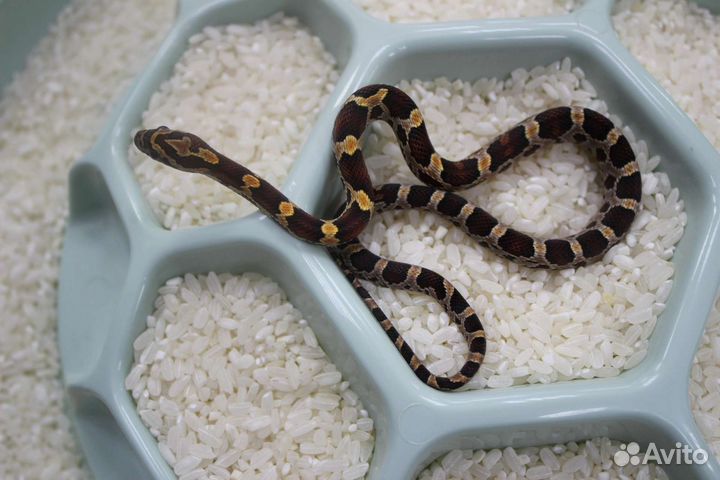 Маисовый полоз