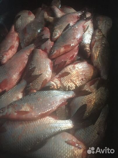 Тарань Свежая