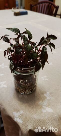 Комнатные растения