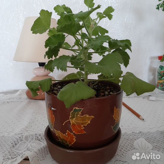 Пеларгония герань