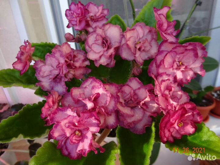 Набор 10/20/30/40/50 укорененных черенков