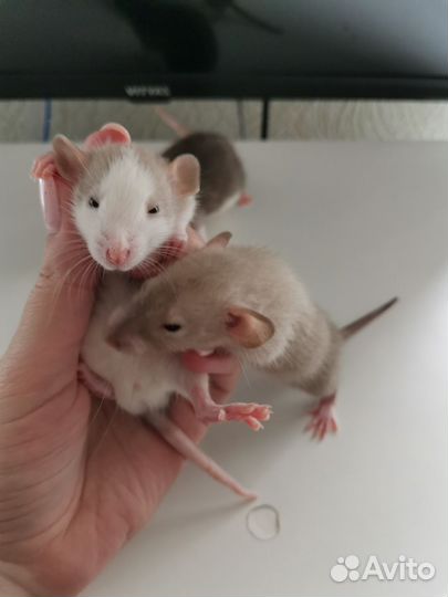 Декоративная крыса дамбо