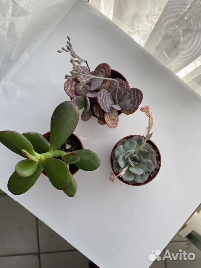 Суккуленты