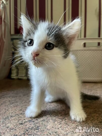 Отдам котят в хорошие руки